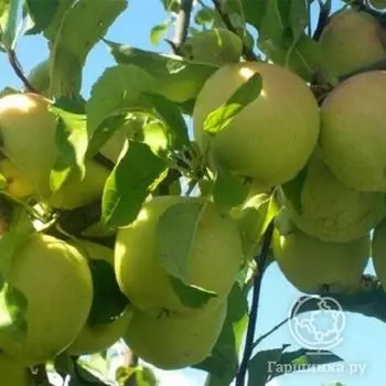 Яблоня Шампанское