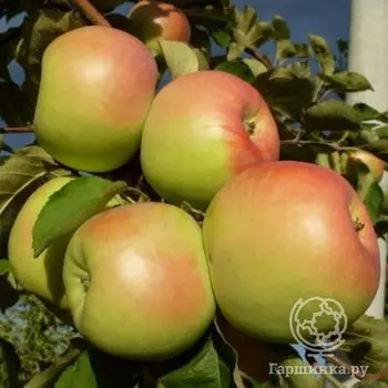 Яблоня Синап орловский