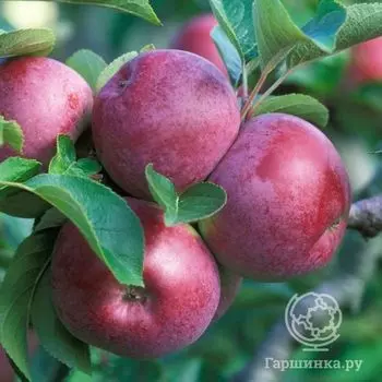 Яблоня Спартан