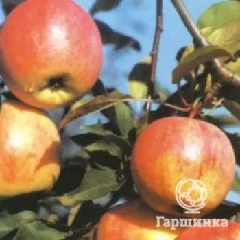 Яблоня Старт