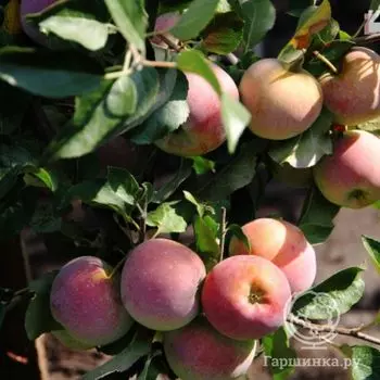 Яблоня Суперинтенсивное