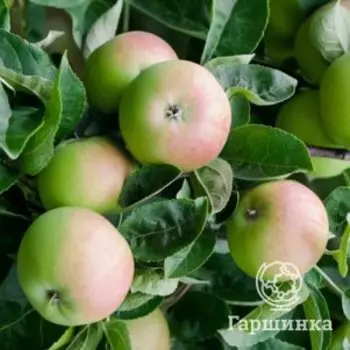 Яблоня Уральское розовое