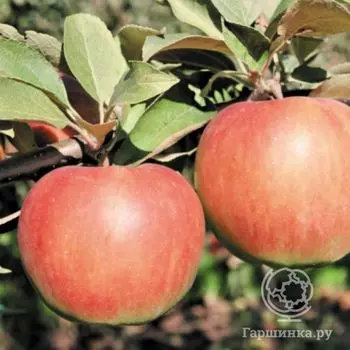 Яблоня Урожайное Сусова с/п