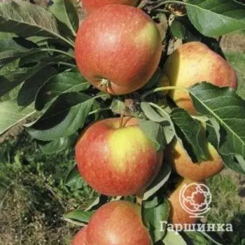 Яблоня Восторг колоновидная