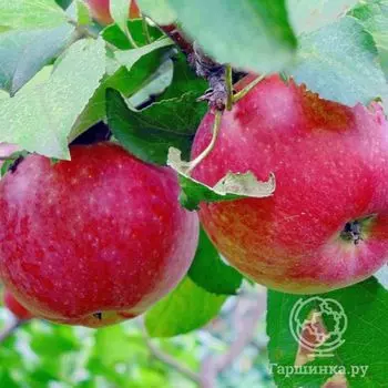 Яблоня Яблочный спас