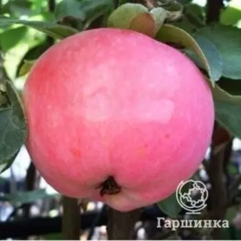 Яблоня Женева Эрли