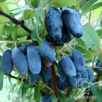 Жимолость Амур