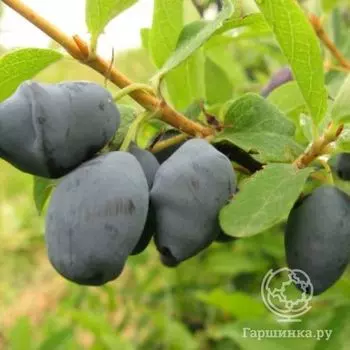 Жимолость Берель