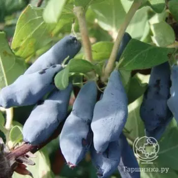 Жимолость Гамма