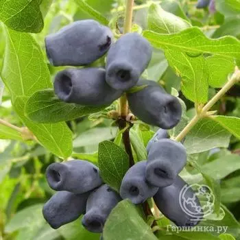 Жимолость Кувшиновидная