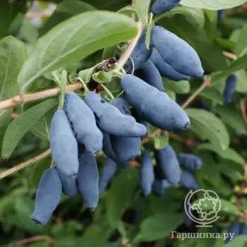 Жимолость Любительская