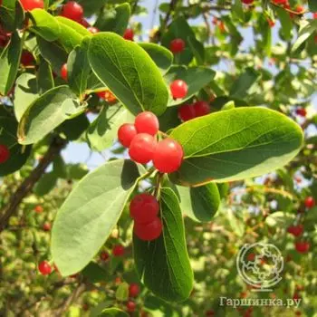 Жимолость татарская Розеа