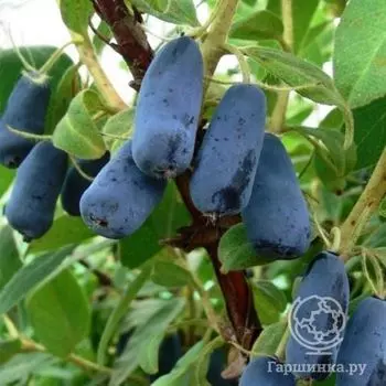 Жимолость Труженица