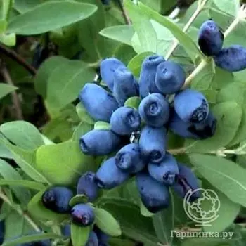 Жимолость Васюганская