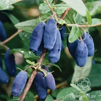 Жимолость Зойка