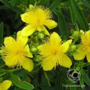 Зверобой Кальмана Гемо