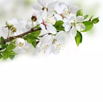 Панель потолочная ПВХ Novita 3D Вишня 2000х250 мм 8 штук