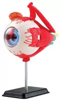 EDU-TOYS Анатомический набор "Глаз" 14 см. SK007