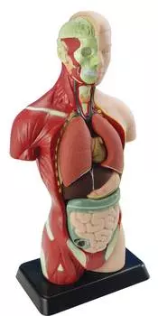 EDU-TOYS Анатомический набор "Тело и органы" 27 см. MK027