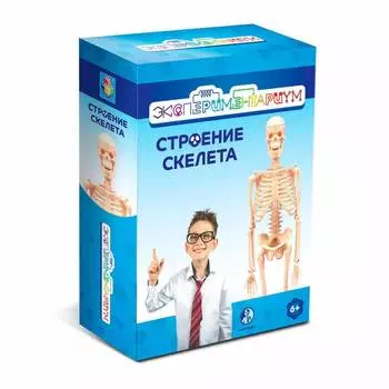 Экспериментариум Научный набор "Строение скелета"