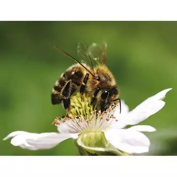 Molly Алмазная мозаика "Сладкий нектар", 15х20 см