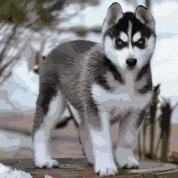 Molly Картина по номерам "Щенок Хаски", 30х30 см