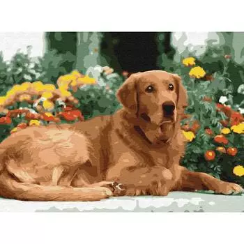 Molly Картина по номерам с цветной схемой на холсте "Золотистый ретривер", 30х40 см