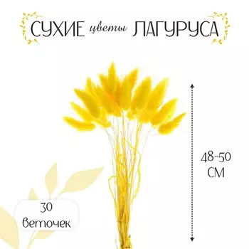 Сухоцвет