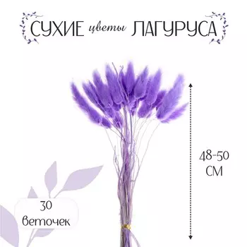 Сухоцветы