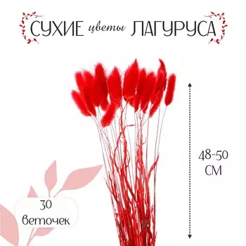 Сухоцветы