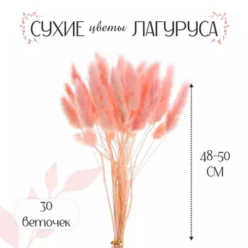 Сухоцветы