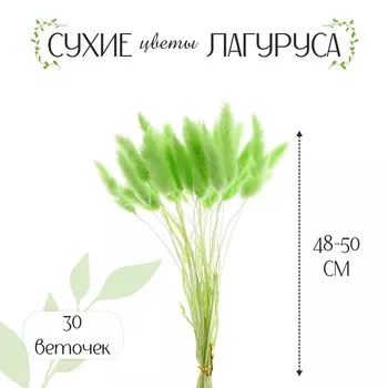 Сухоцветы