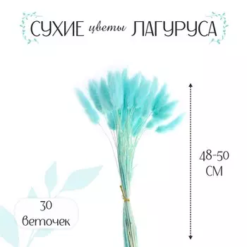 Сухоцветы