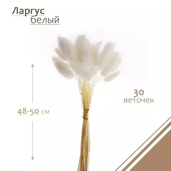 Сухоцветы