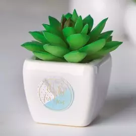 Суккулент в керамическом горшочке only for you, 7.5 × 5.5 × 6 см