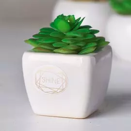 Суккулент в керамическом горшочке shine, 7.5 × 5.5 × 6 см