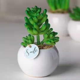 Суккулент в керамическом горшочке smile, 9.5 × 7.5 × 7.5 см