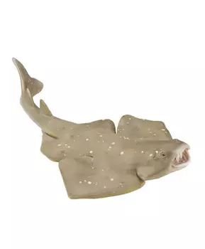 Акула-ангел, M