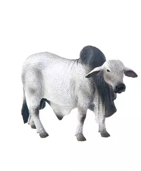 Бык Брахмана, L