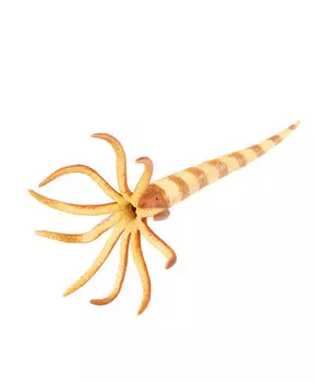 Динозавр Ортоцерас, L