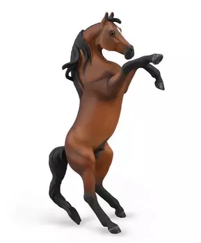 Лошадь Арабский гнедой жеребец, XL