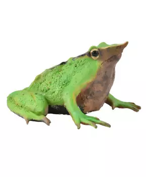 Лягушка Дарвина, M