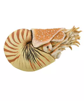 Моллюск Наутилус Помпилиус, XL