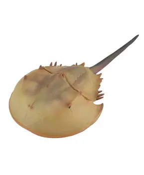 Морское животное Мечехвост, XL