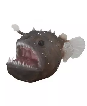 Рыба-удильщик, XL