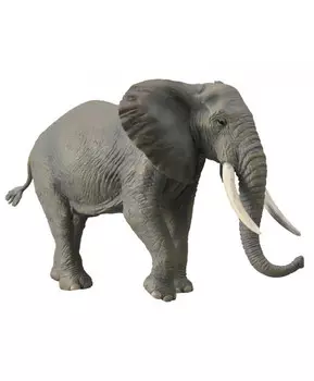 Слон африканский, XL
