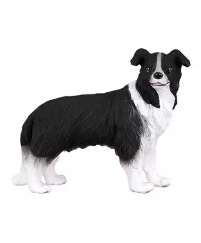 Собака Бордер-колли, M