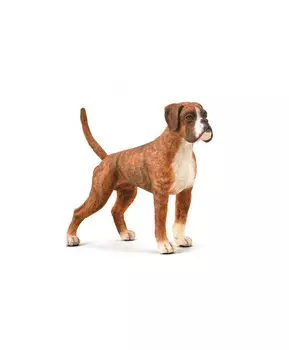 Собака Боксер, L