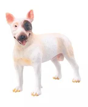 Собака Бультерьер - Кобель, M