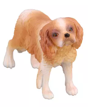 Собака Кинг Чарльз спаниель, M